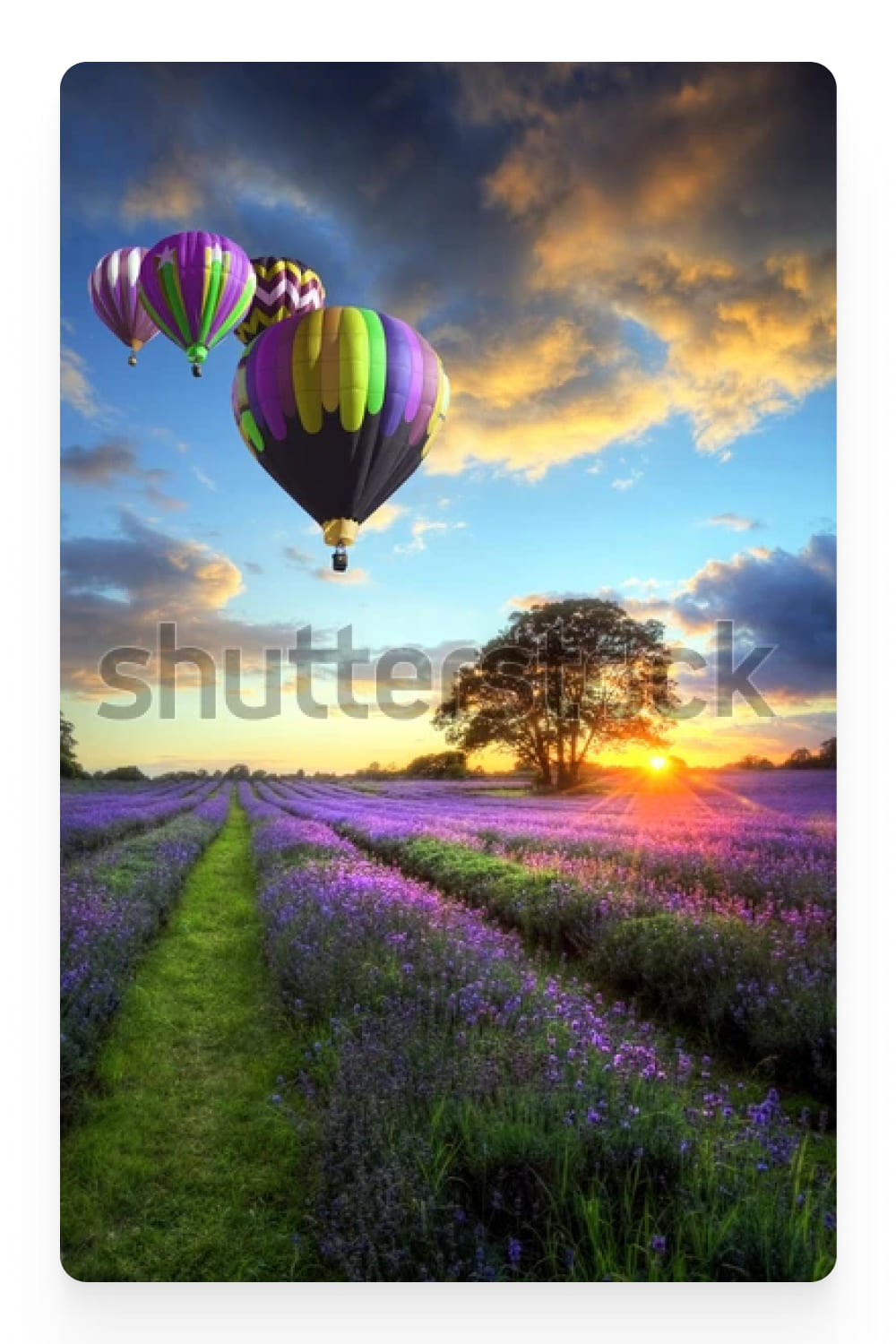 Photograph of hot air balloons over a lavender field.