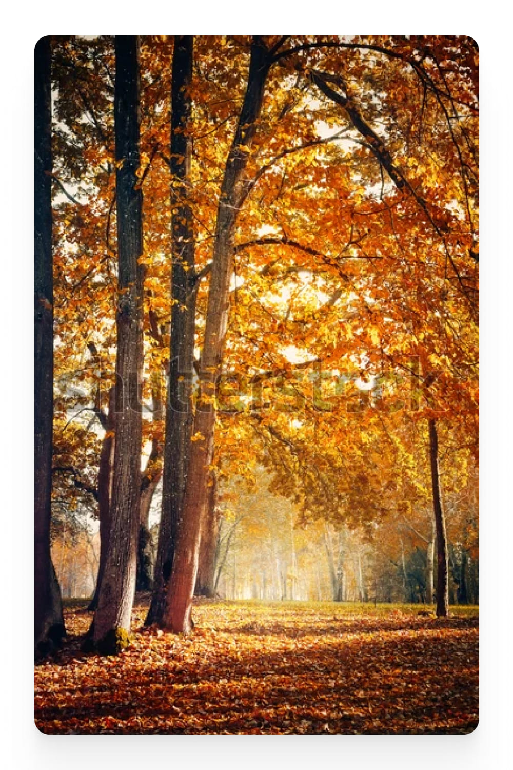 Photo of tall trees with yellowed leaves.