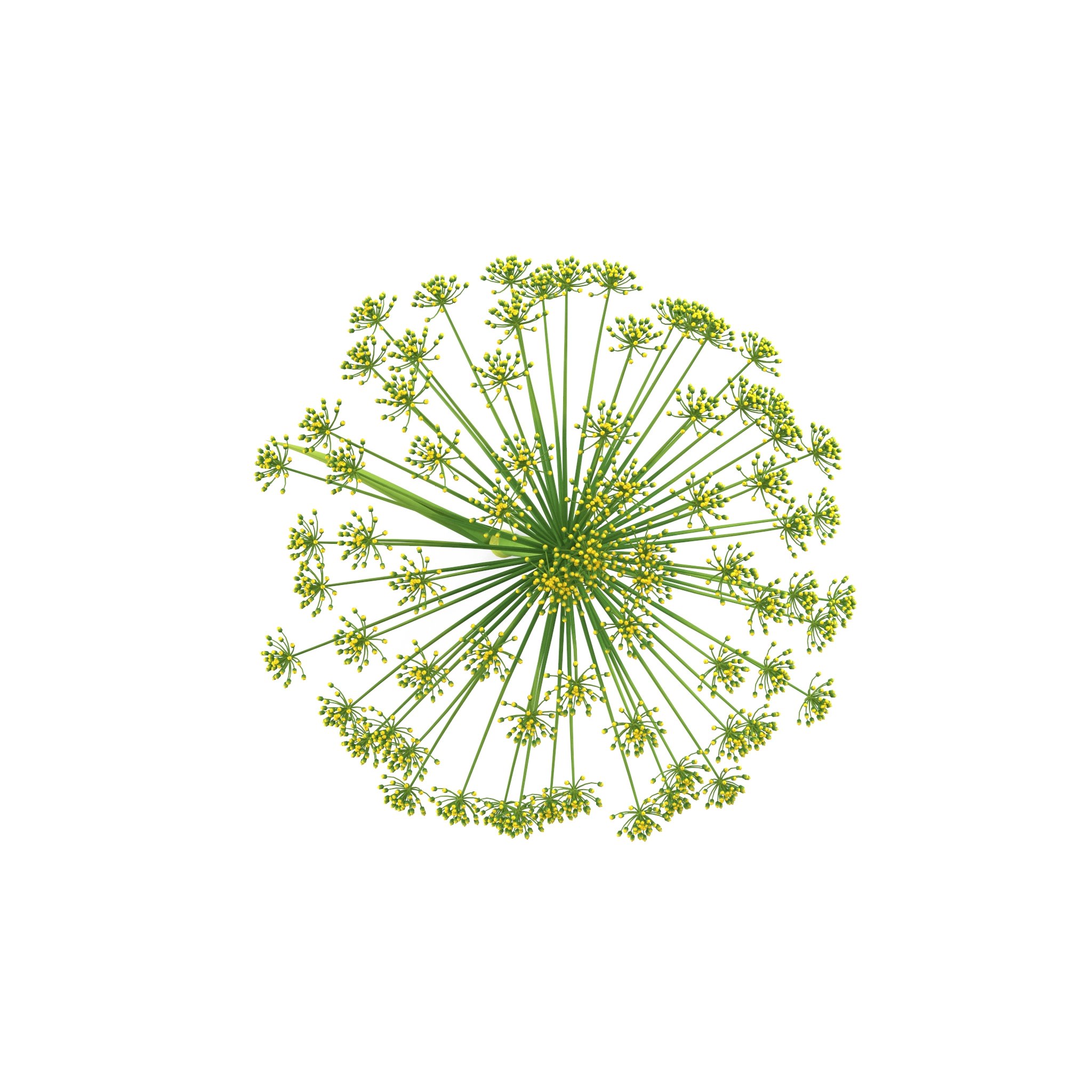 Photorealistic highly detailed 3D model of Dill flower.