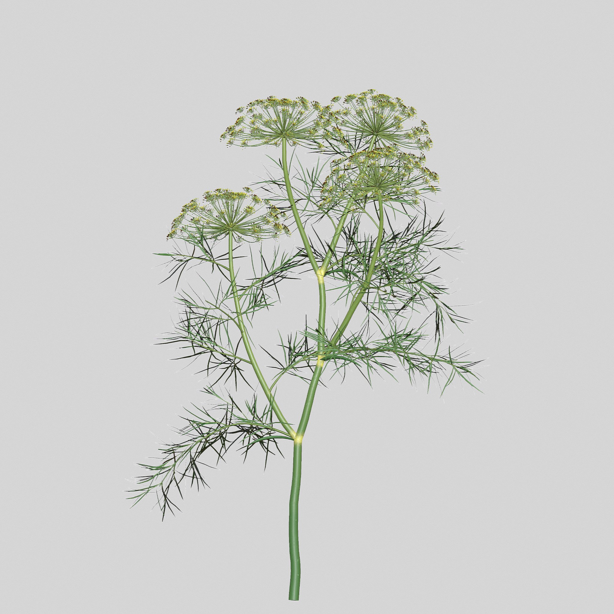 Dill Plant image preview.