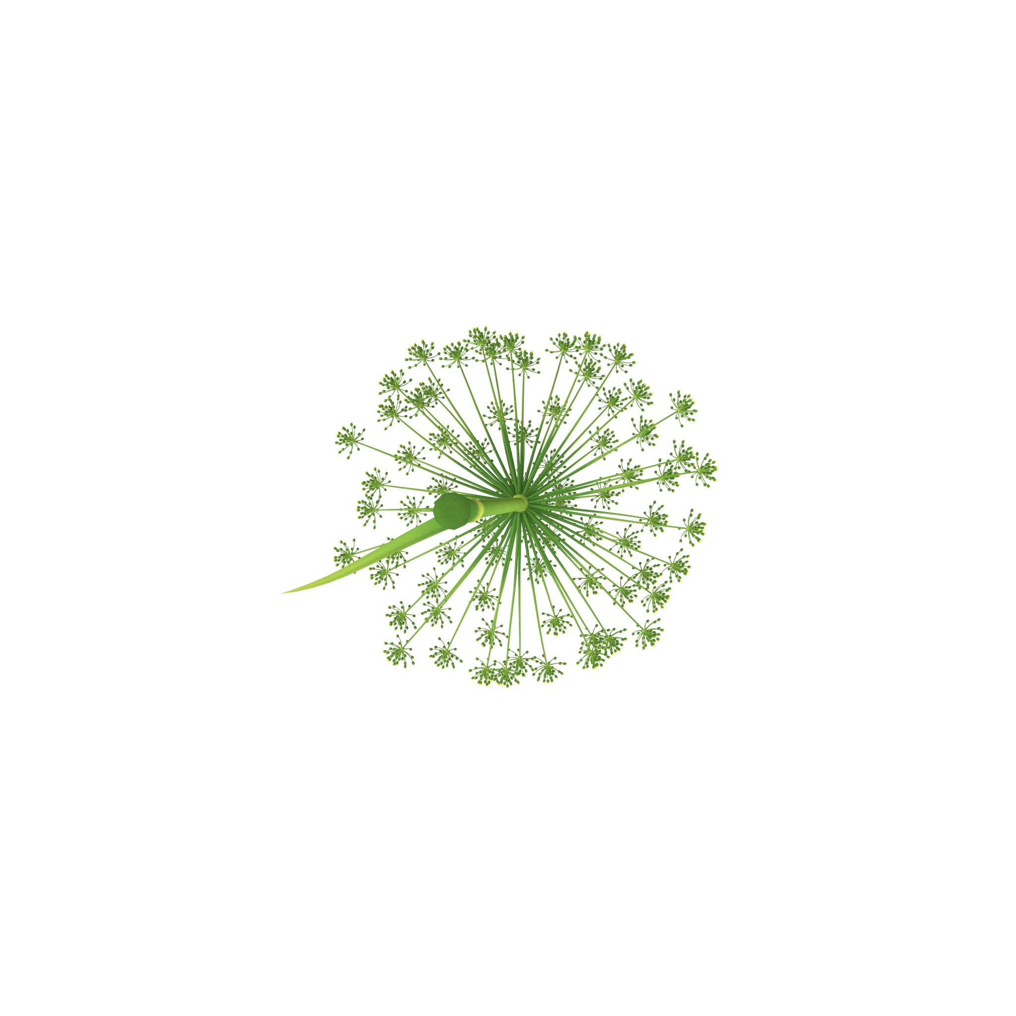 Photorealistic highly detailed 3D model of Dill flower.