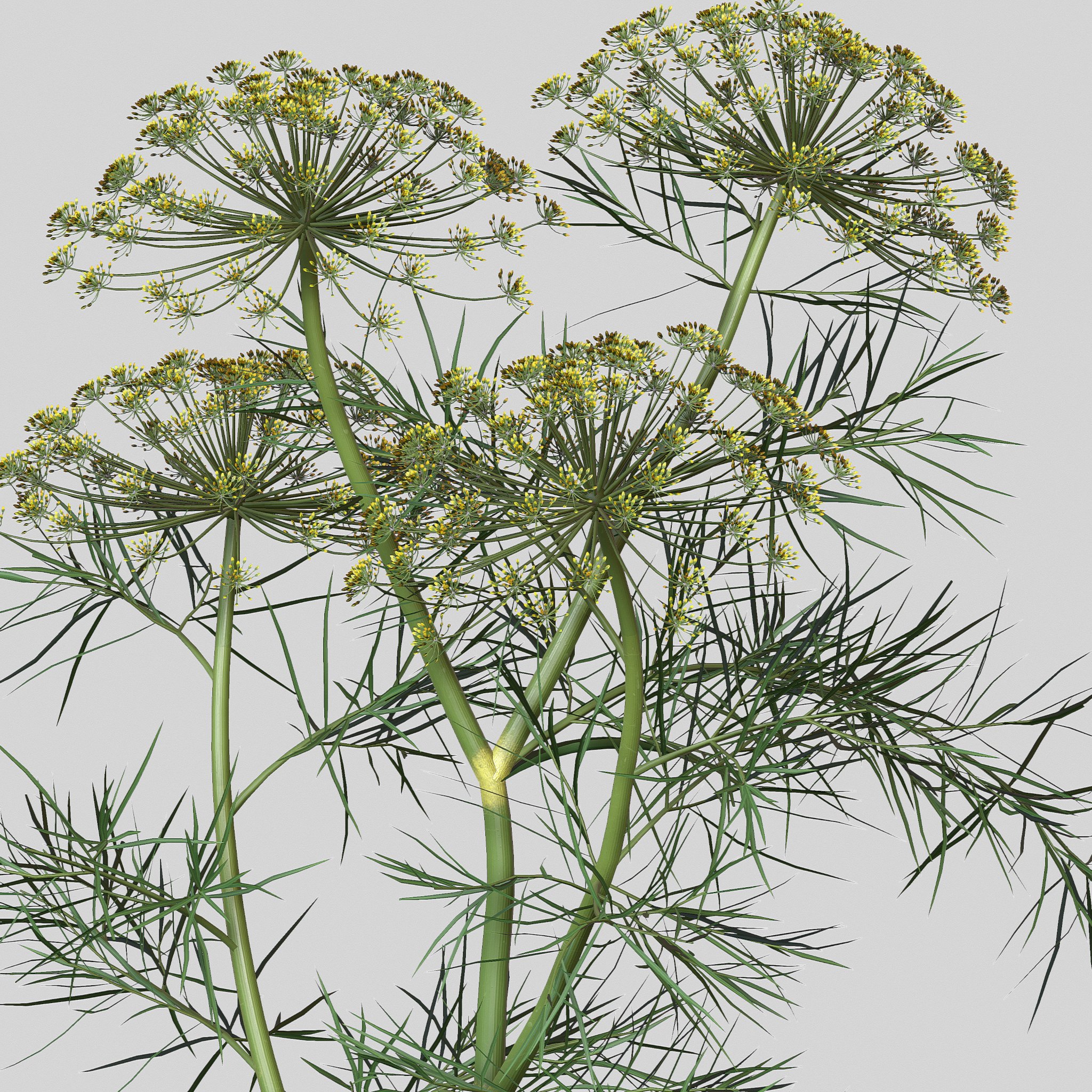 Dill Plant image preview.