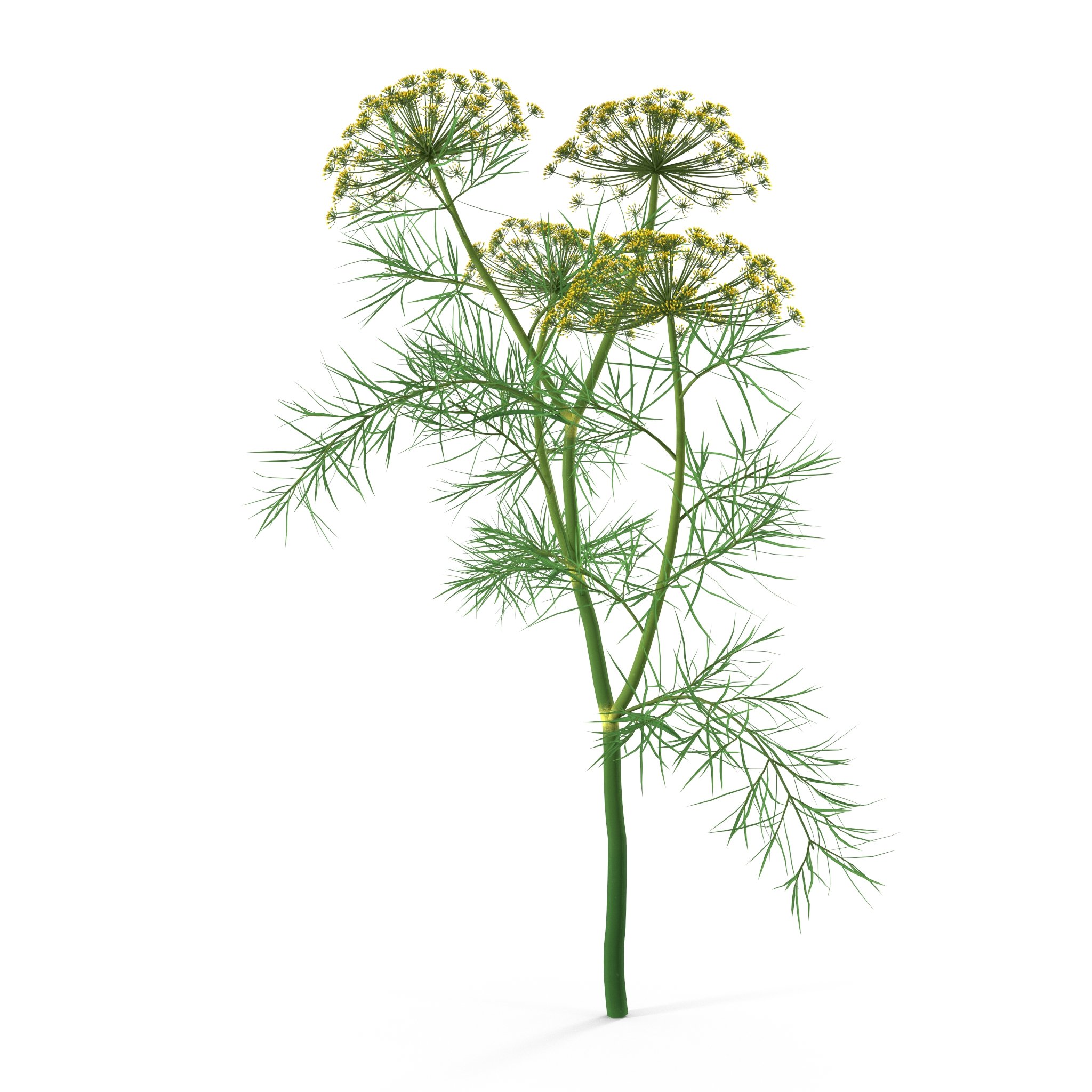 Dill Plant image preview.