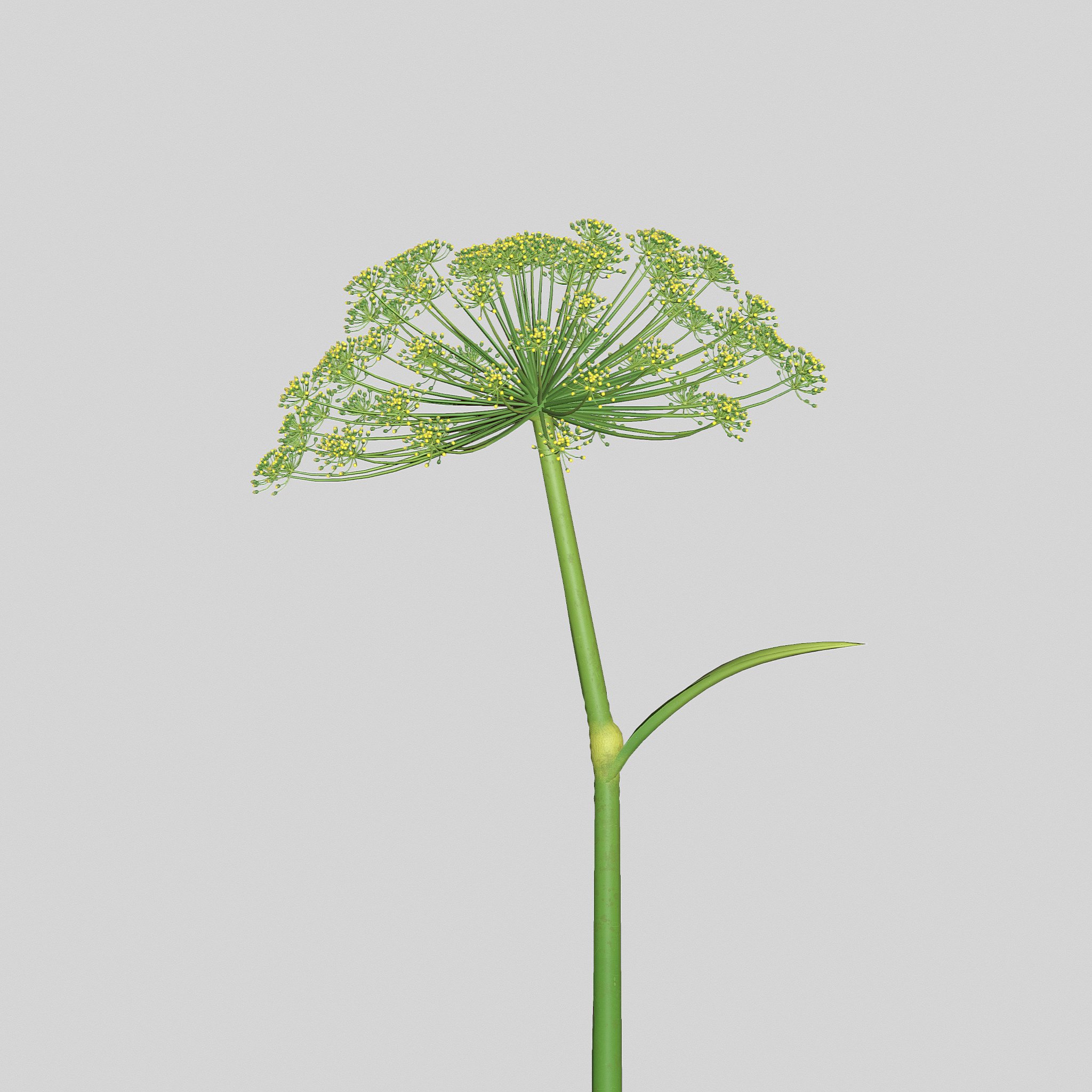 Photorealistic highly detailed 3D model of Dill flower.