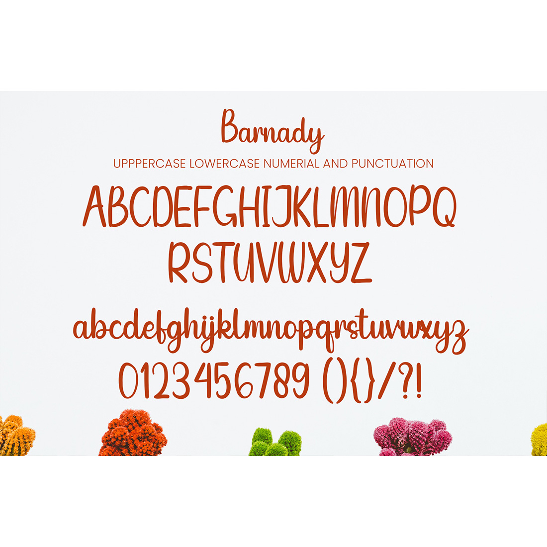 Barnady Script Font alphabet, numerial and punctuation preview.