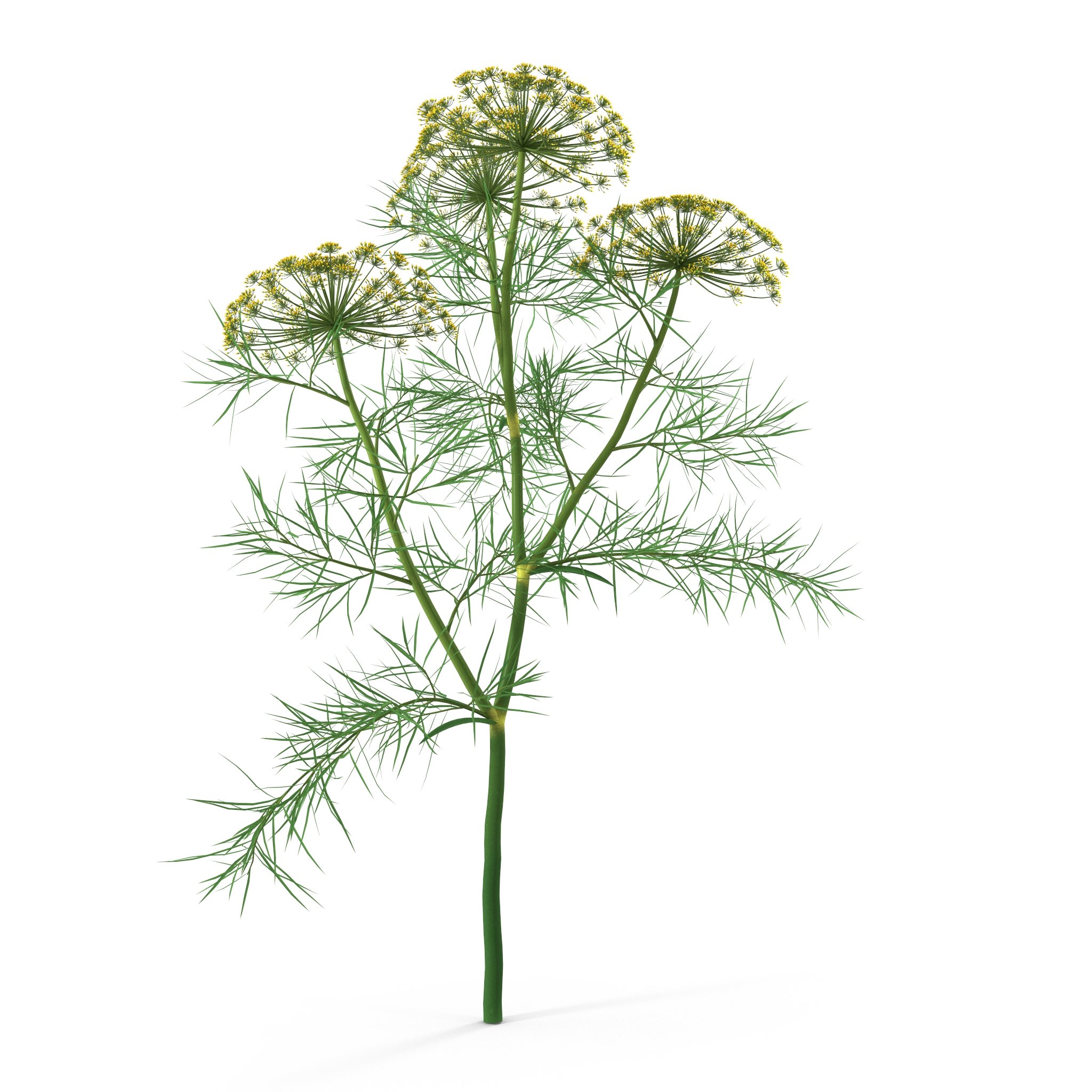 Dill Plant image preview.