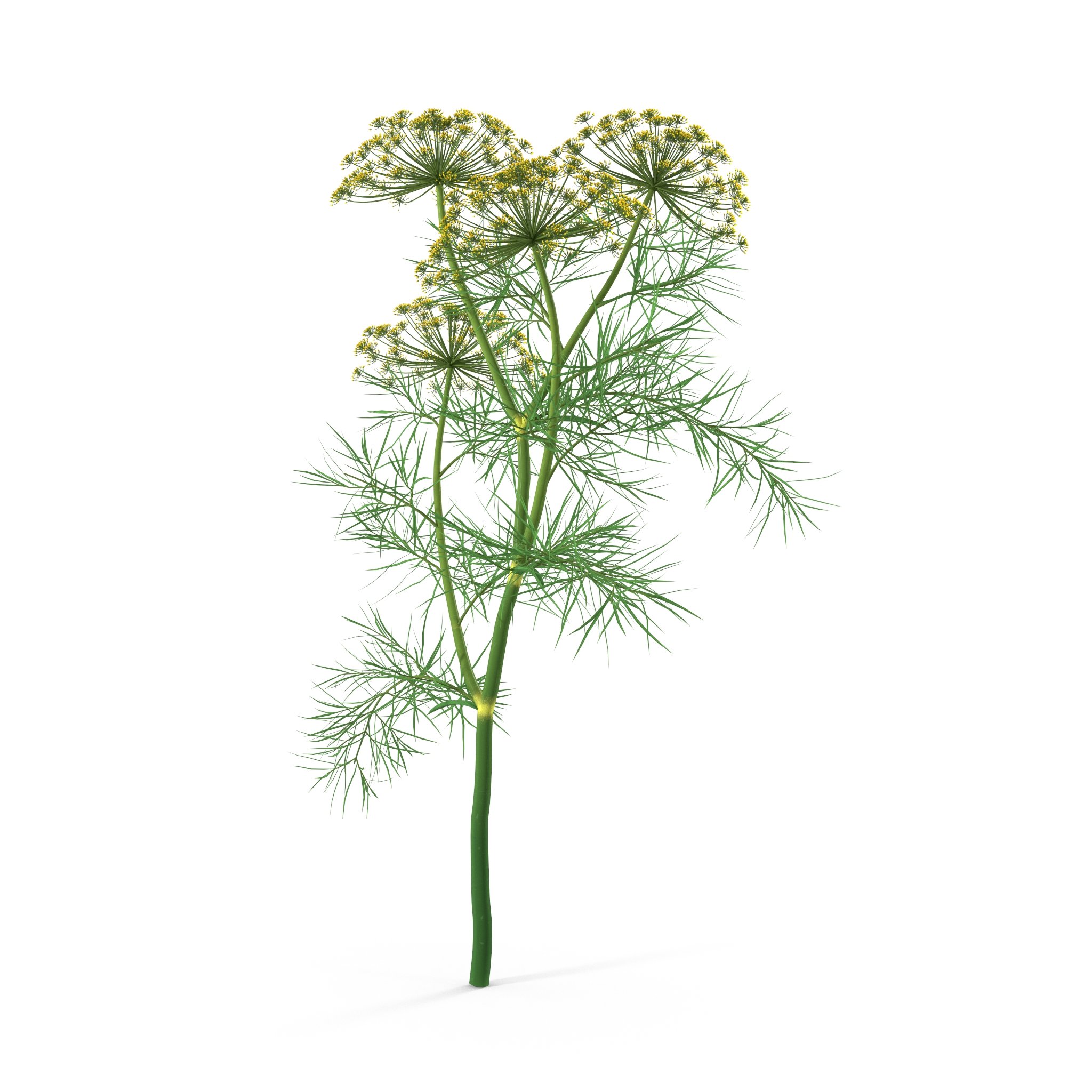 Dill Plant image preview.