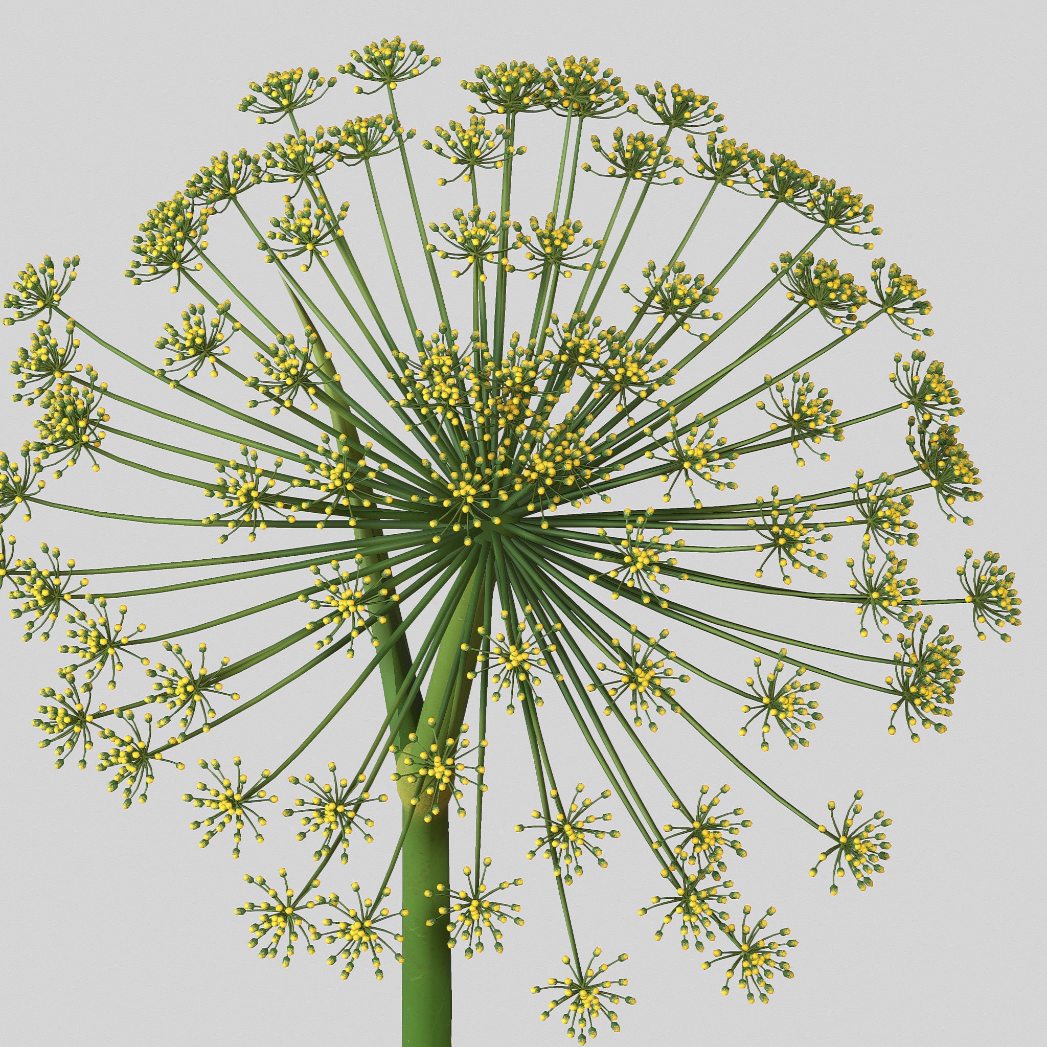 Photorealistic highly detailed 3D model of Dill flower.