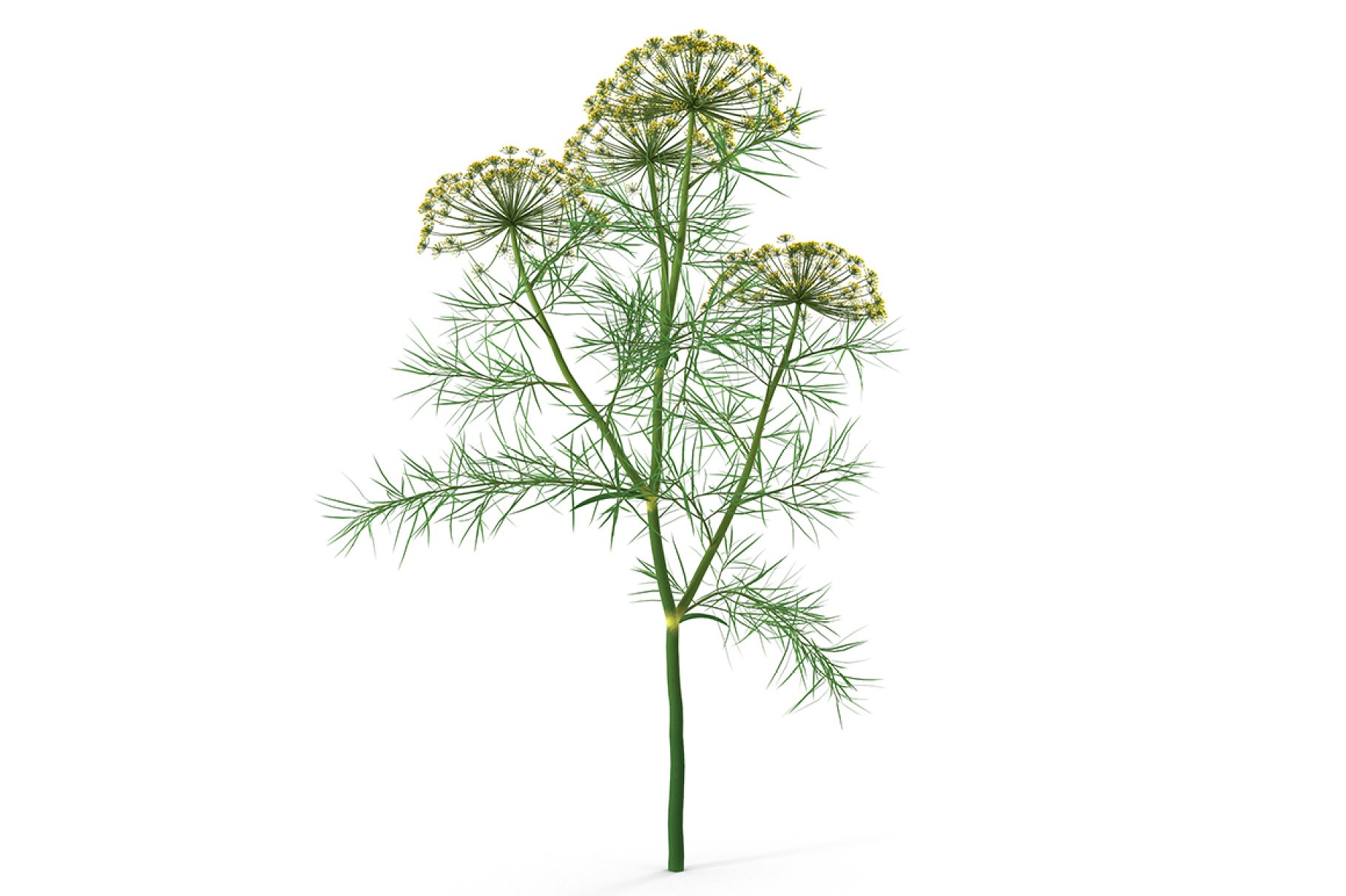 Dill Plant image preview.