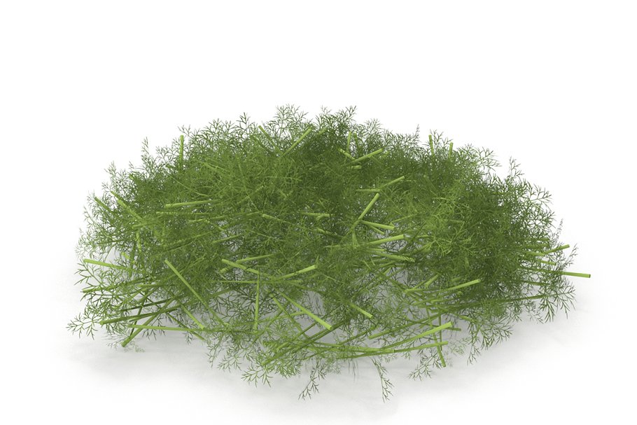 Photorealistic highly detailed 3D model of a Fennel.