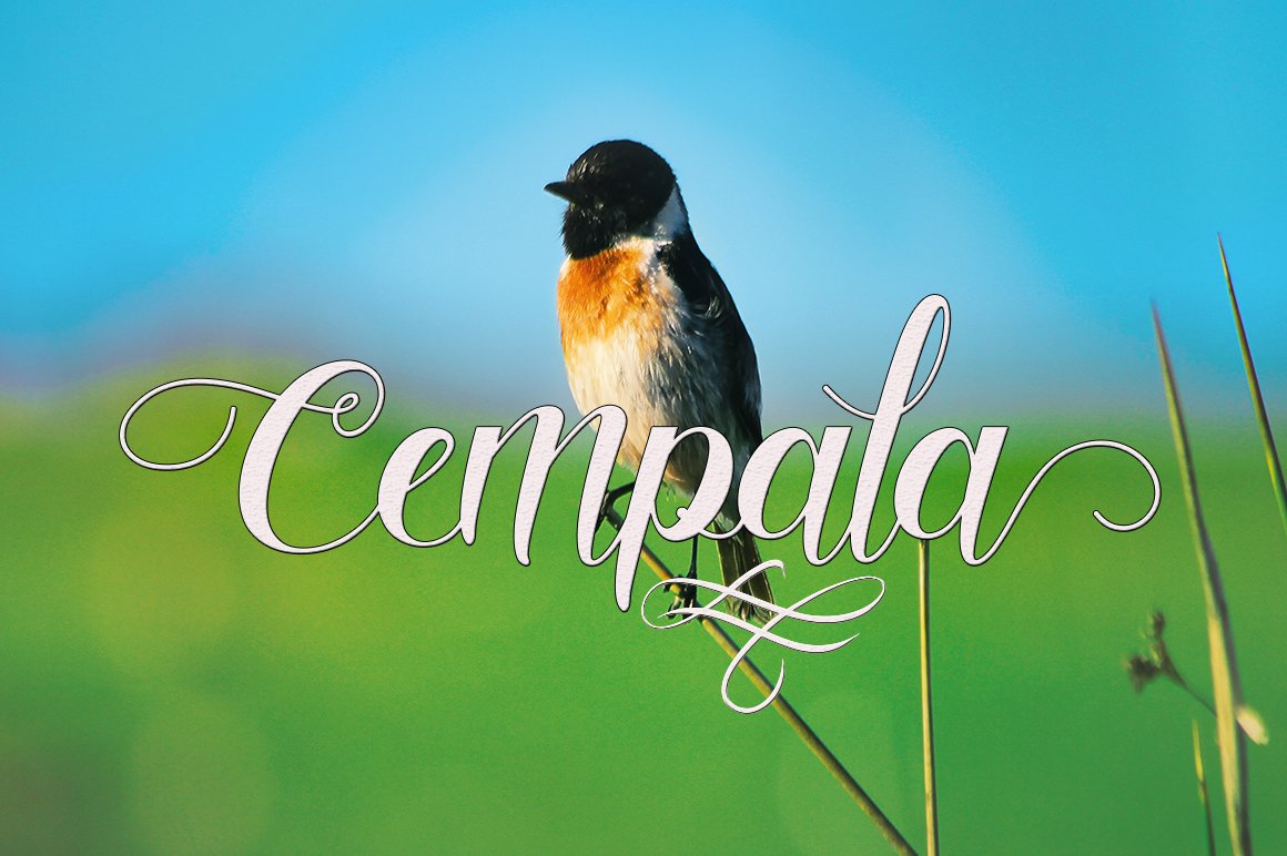 White calligraphy lettering "Cempala" with black stroke on the background of bird.