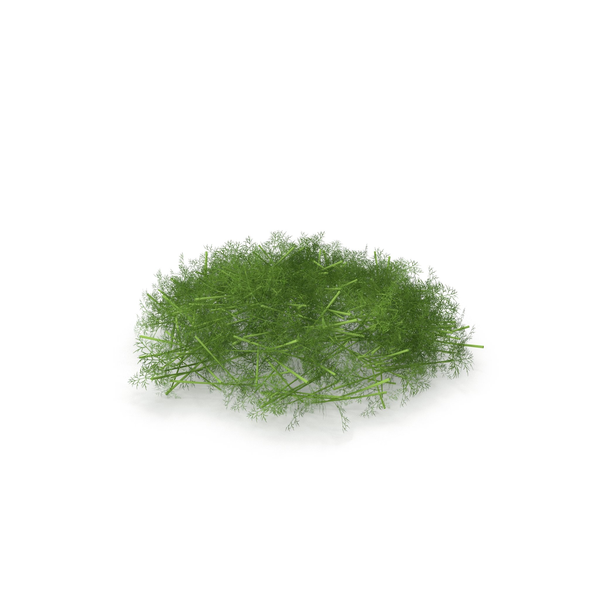 Photorealistic highly detailed 3D model of a Fennel.