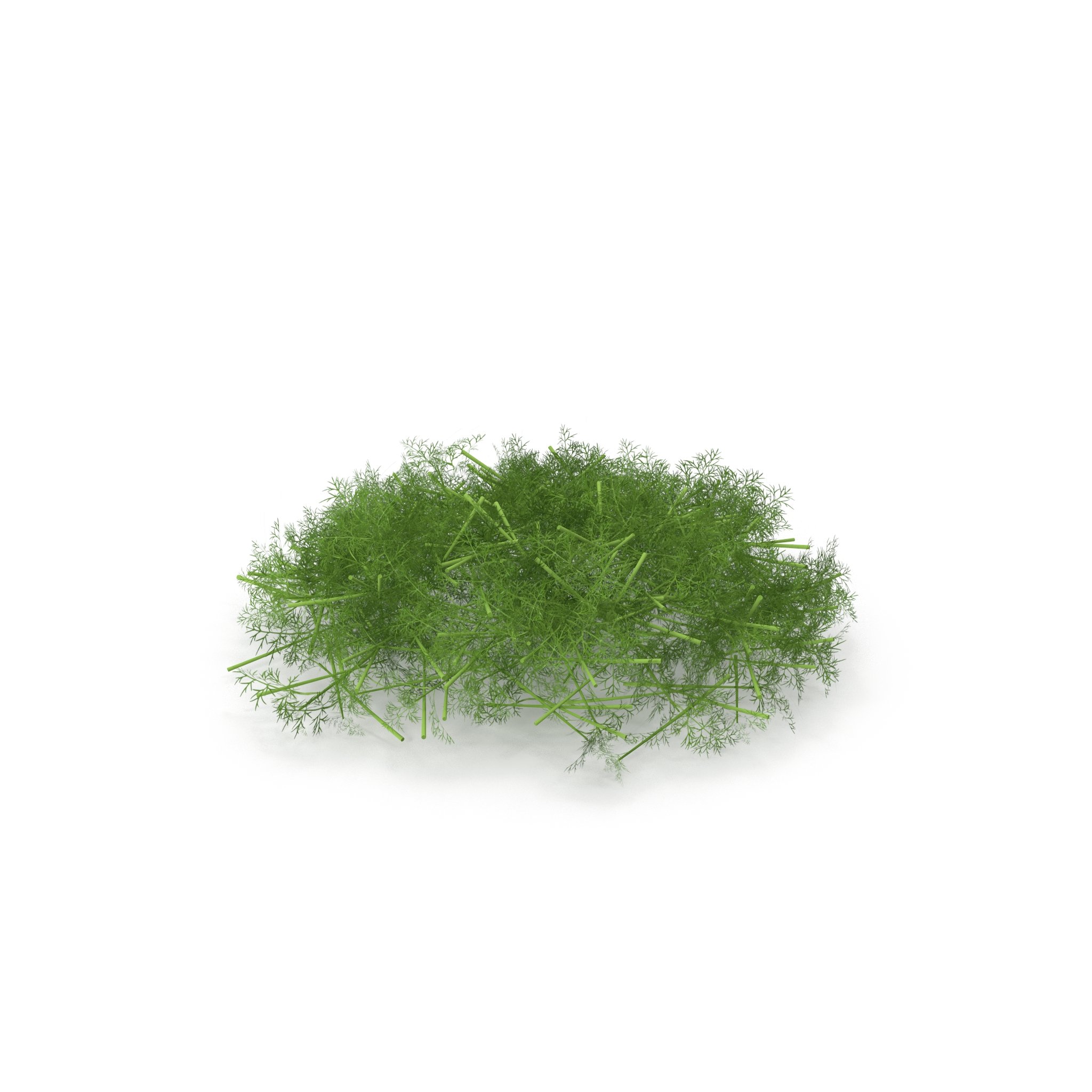 Photorealistic highly detailed 3D model of a Fennel.