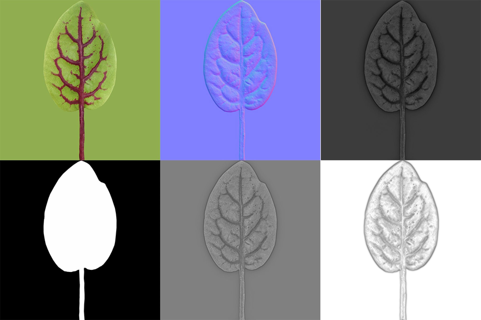 Herbs Set colorful maps preview.