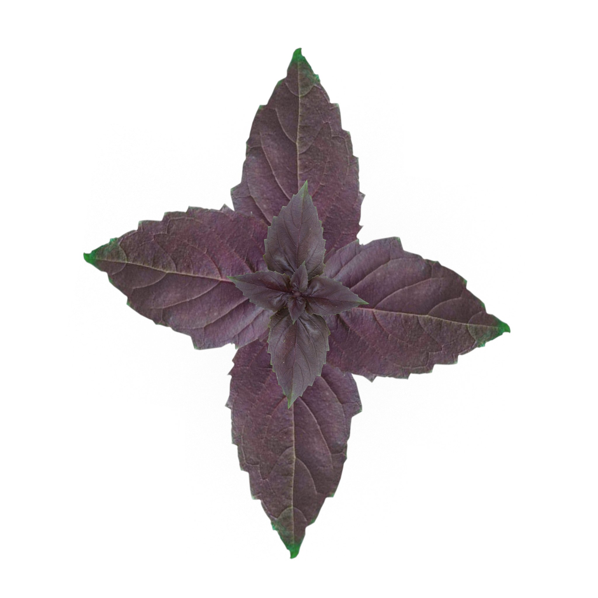 Opal basil image preview.