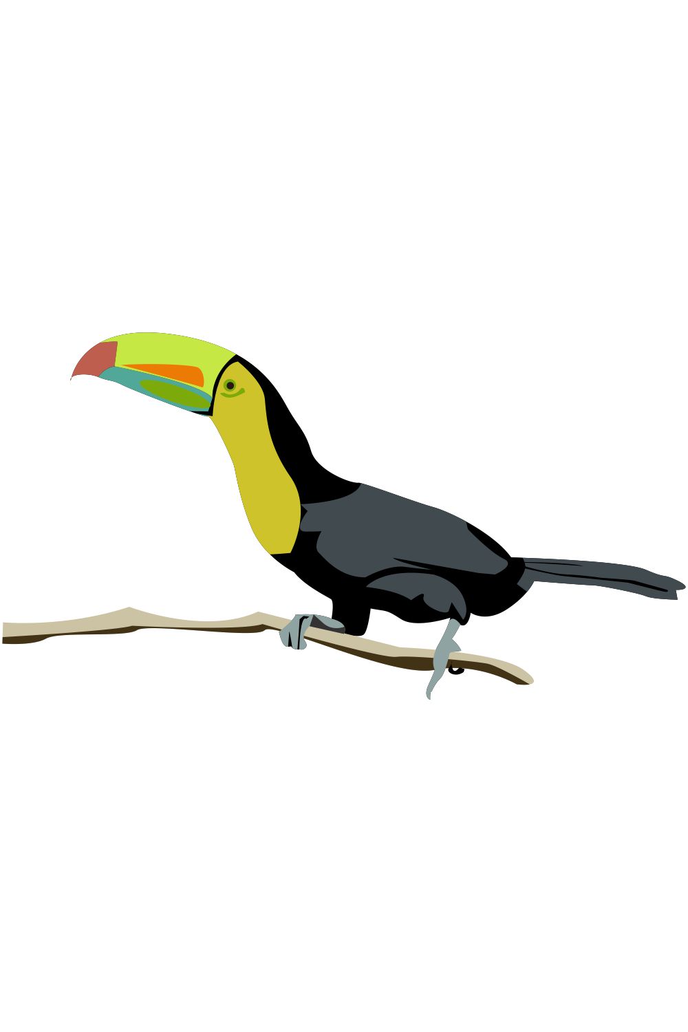 toucan bird graphic vector pinterest preview image.