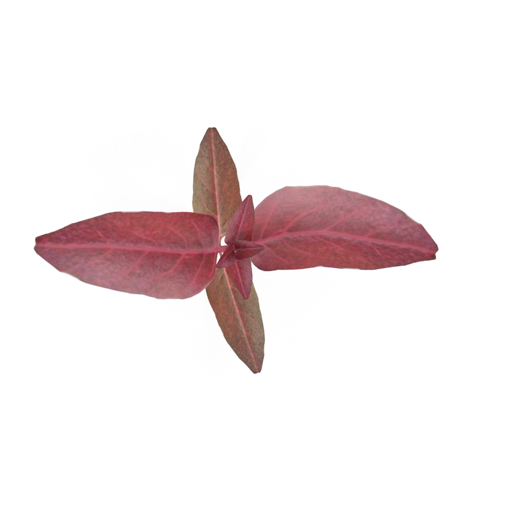 Red amaranth image preview.