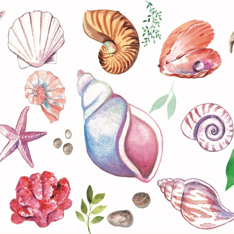 Seashell Clipart – MasterBundles