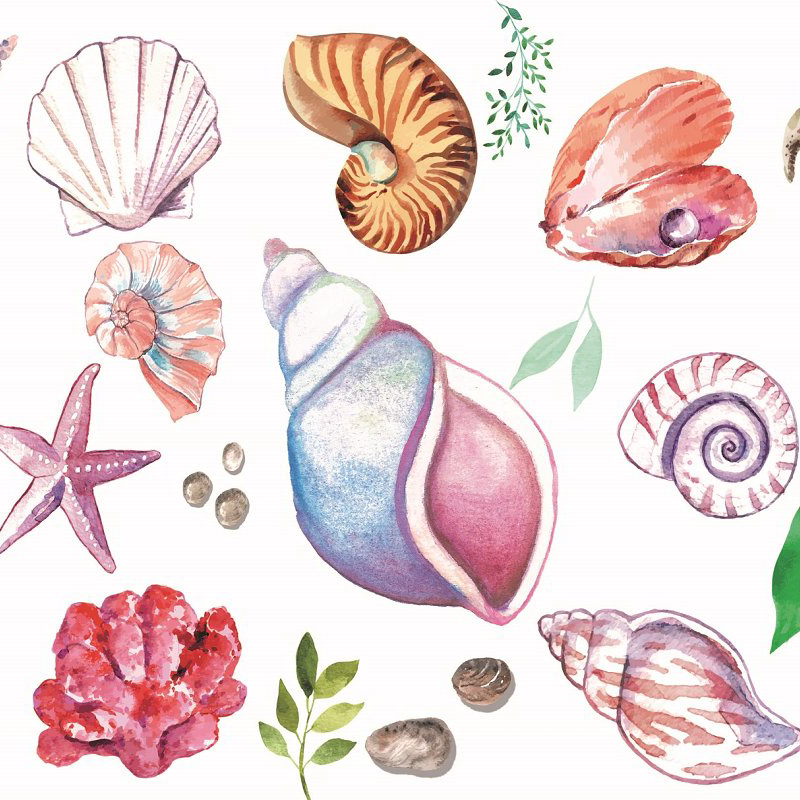 Seashell clipart main image preview.