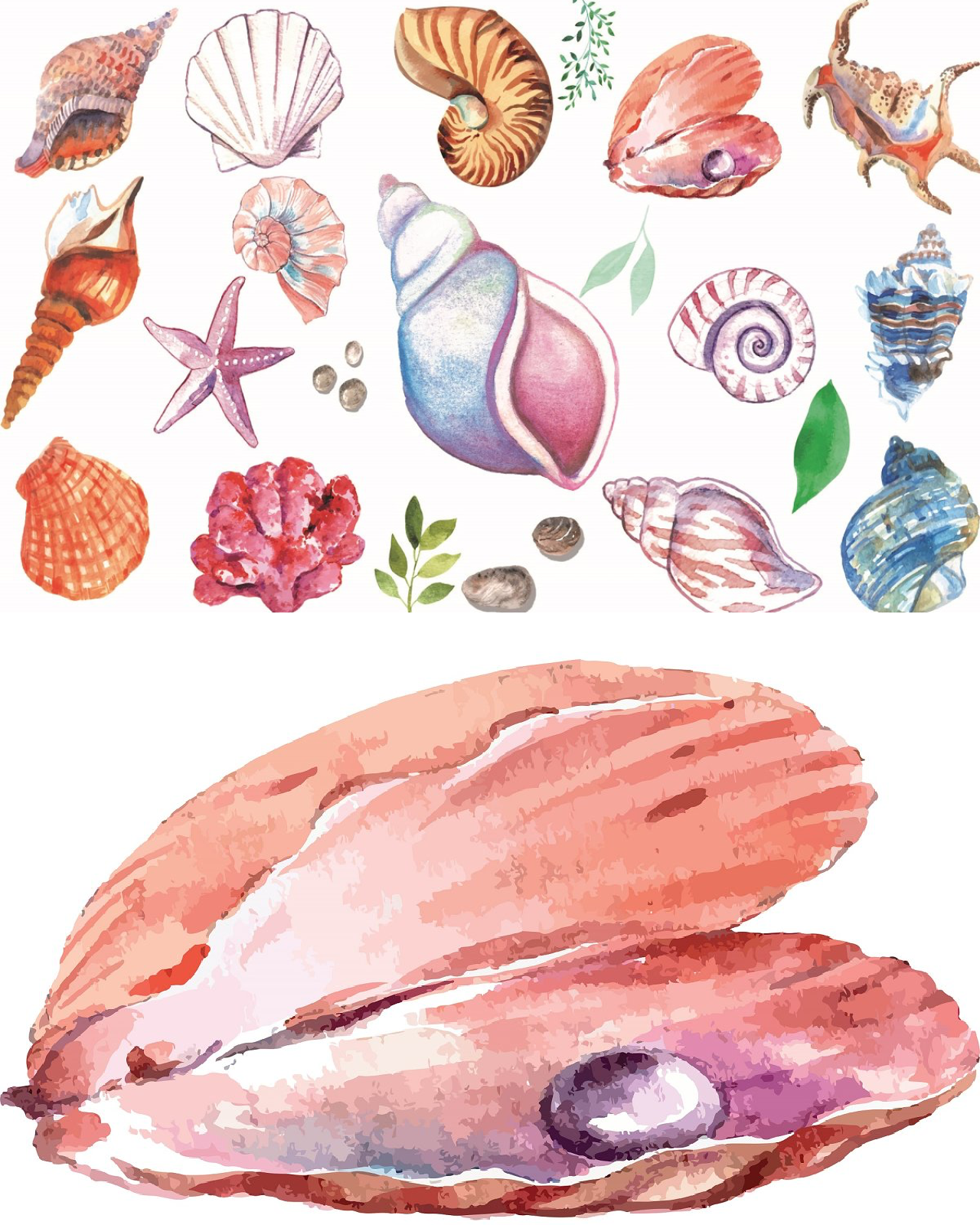 Seashell clipart pinterest image preview.