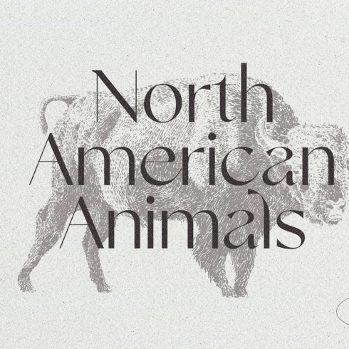 Sketches of animals of North America main image.