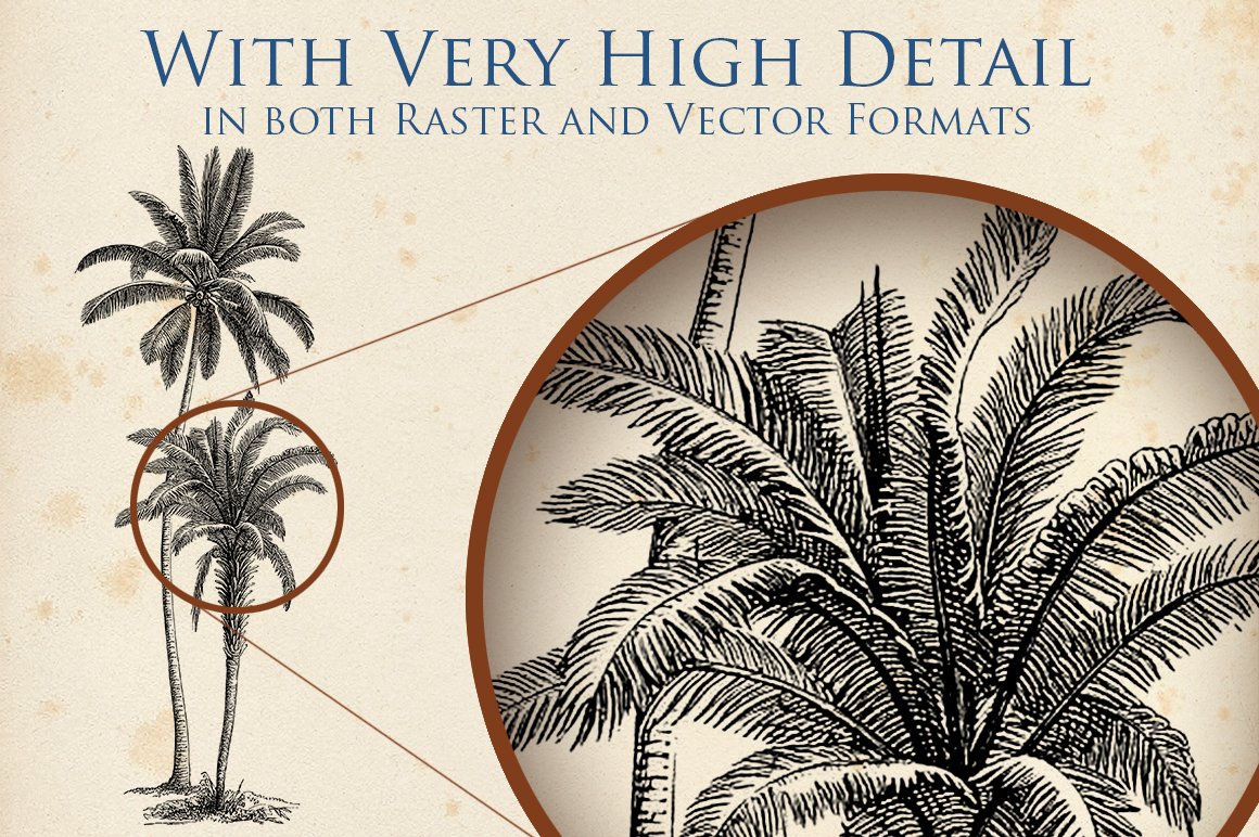 Drawing of a palm tree and a picture of a palm tree.