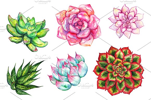 Set of watercolor succulents.