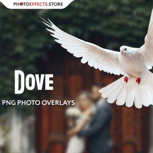 34 Dove Photo Overlayscover image.
