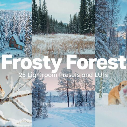 25 Frosty Forest Lightroom Presetscover image.