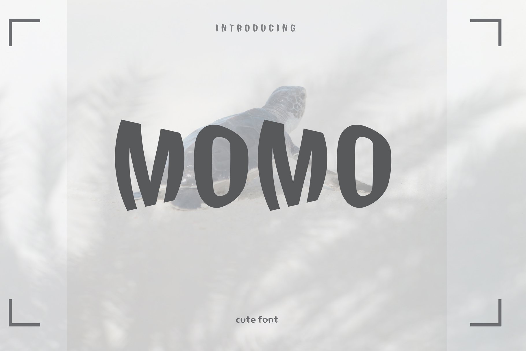 Momo cover image.