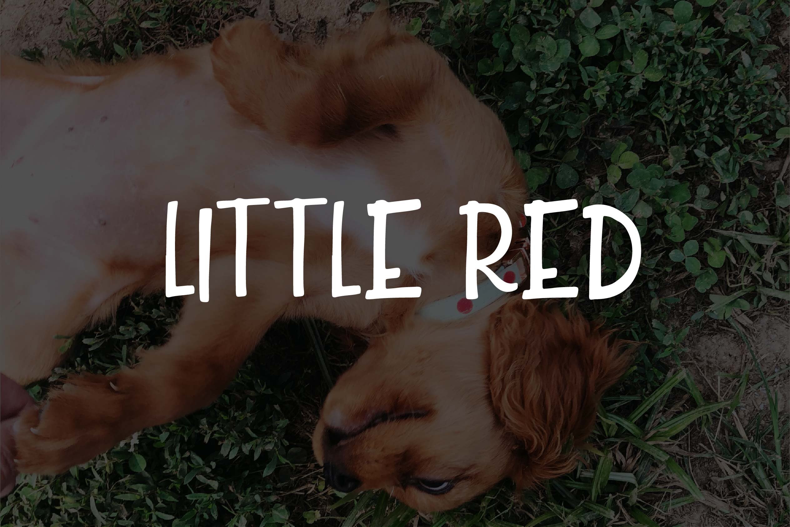 Little Red cover image.