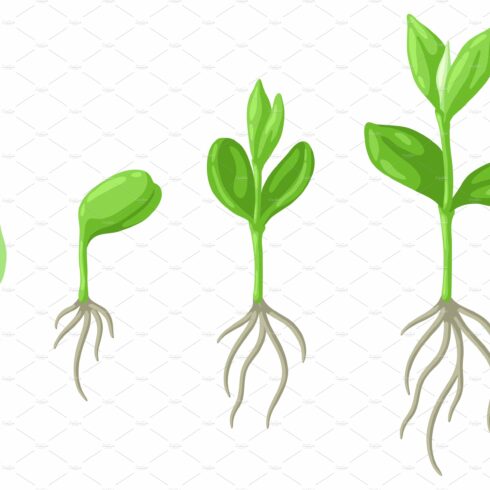 Set of three stages of growth of a plant.