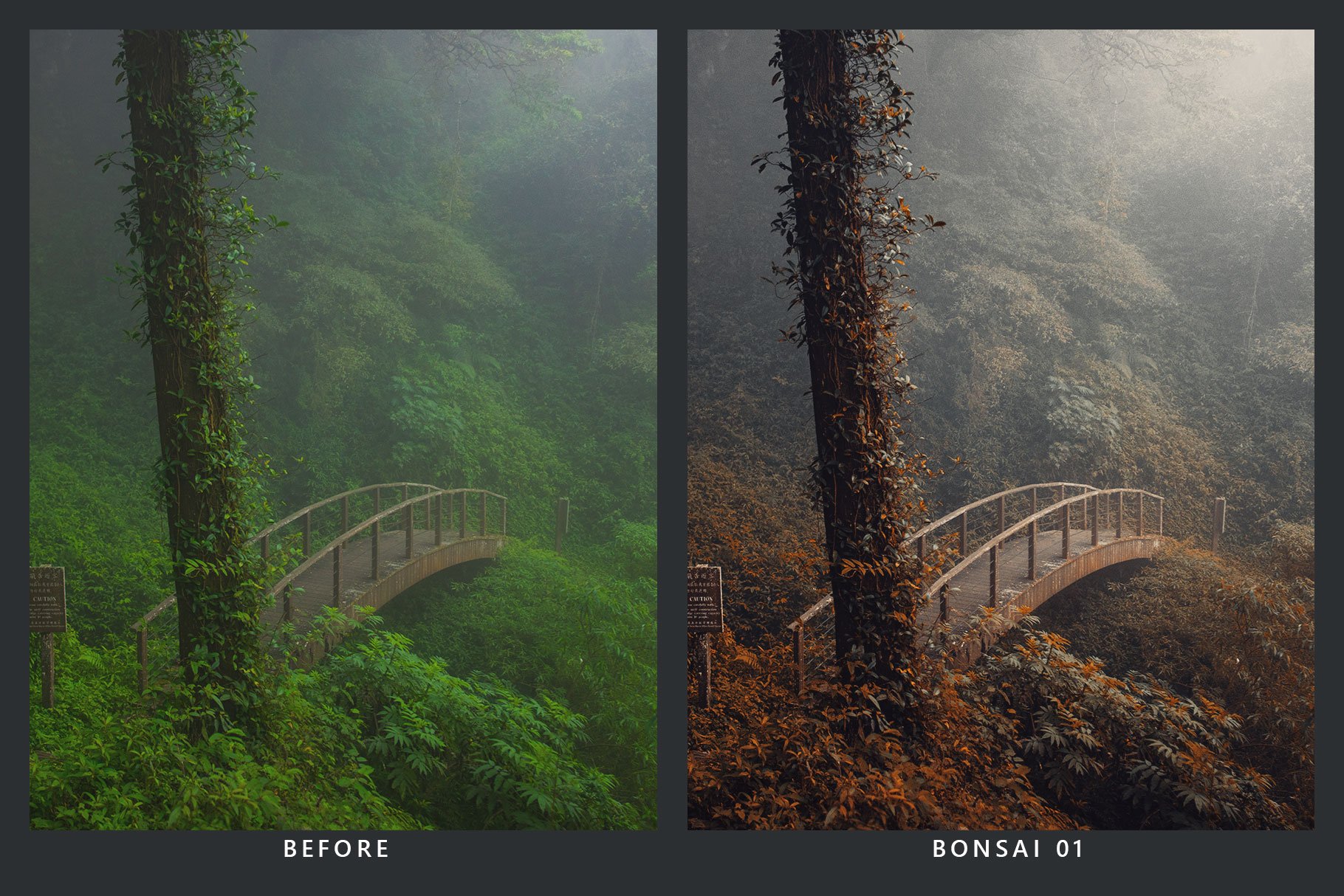 Cedar Lightroom Presets & LUTspreview image.