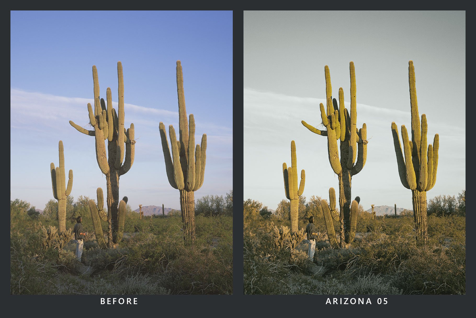 20 Cactus Lightroom Presets and LUTspreview image.