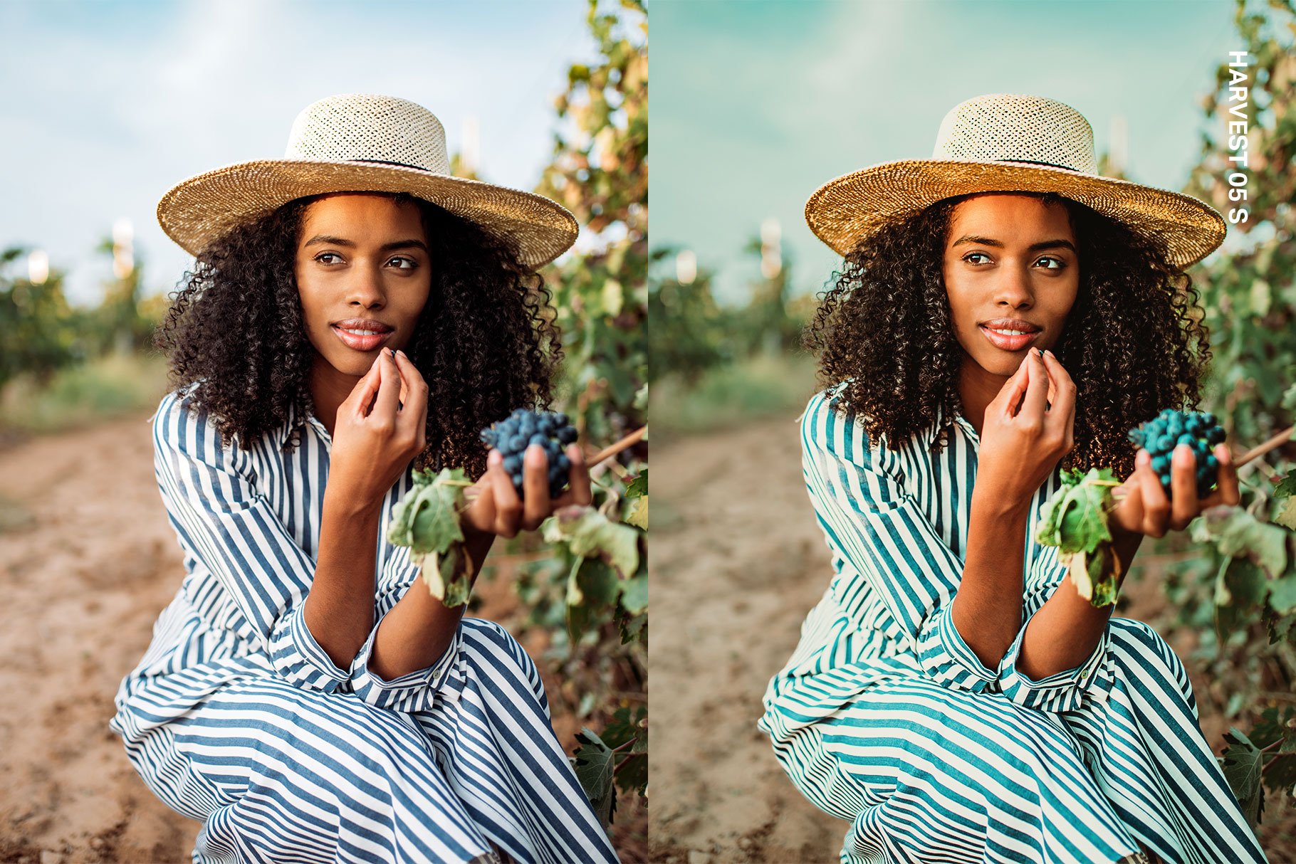 Vineyard Lightroom Presets and LUTspreview image.