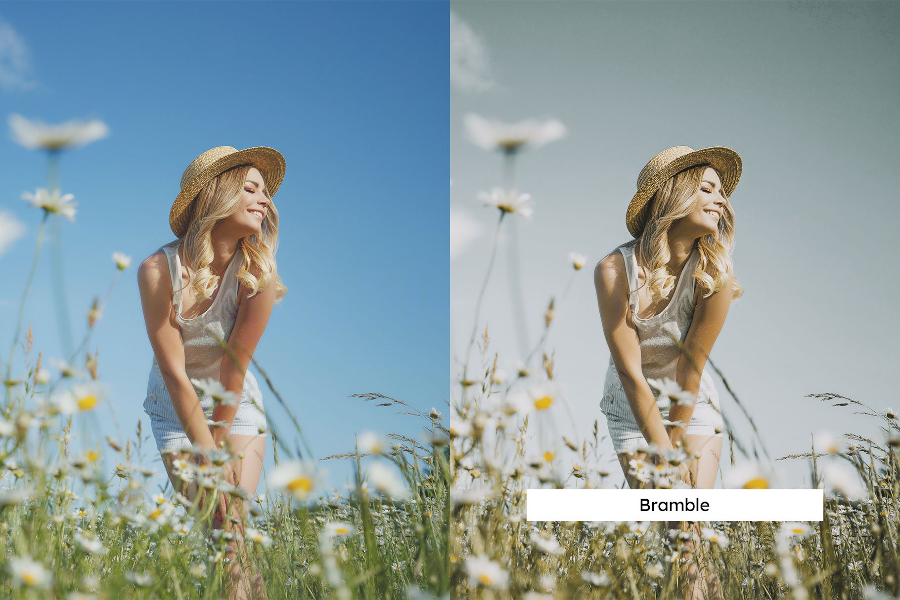 20 Chamomile Lightroom Presets & LUTpreview image.