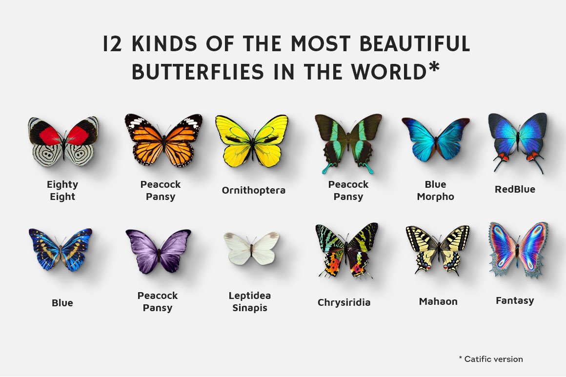 03 butterflies rar 505