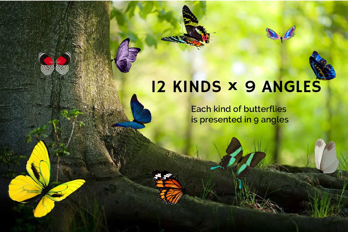 04 butterfly clipart 803