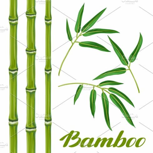 Bamboo tree with green leaves.