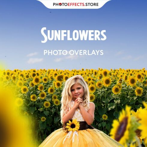 Sunflower Photo Overlays + Backdropscover image.