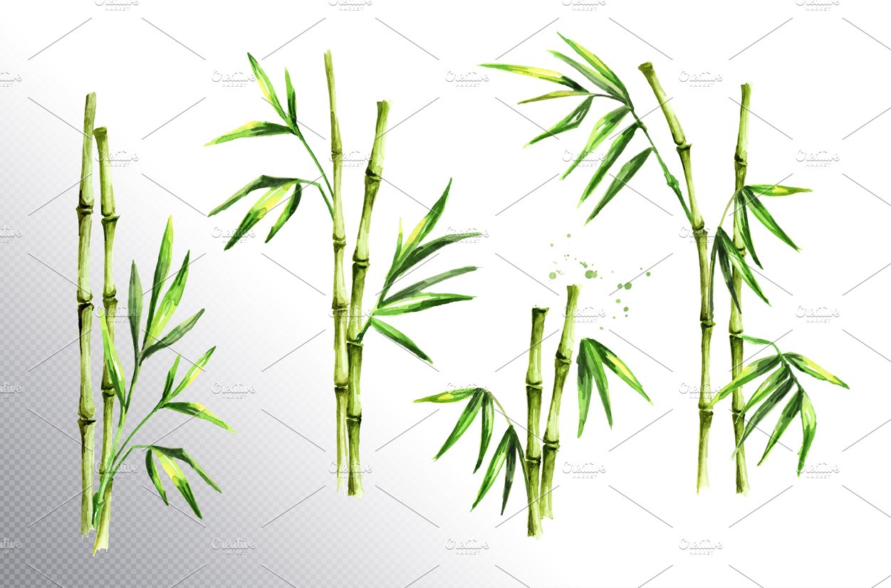 Bamboo. Watercolor collection preview image.