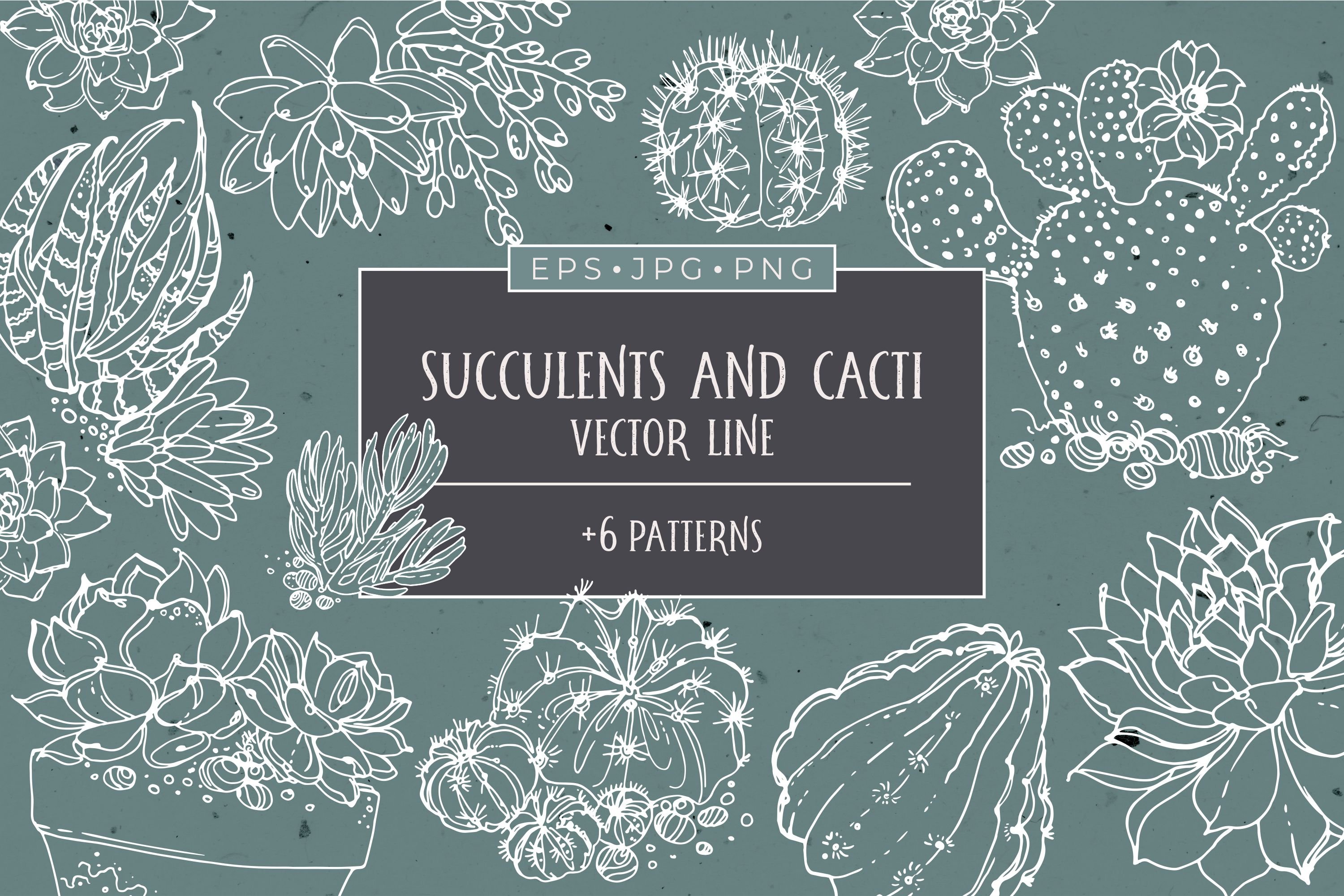 Succulents and cacti cover image.