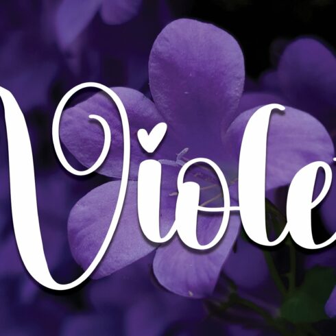 Violet | Script Font cover image.