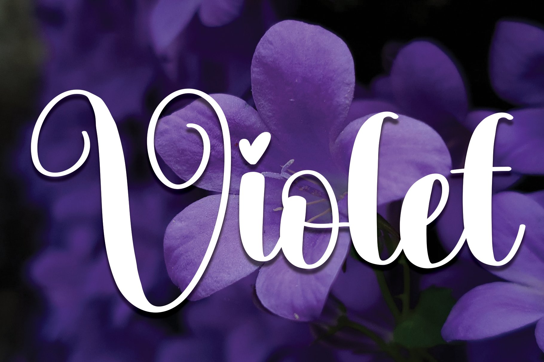 Violet | Script Font cover image.