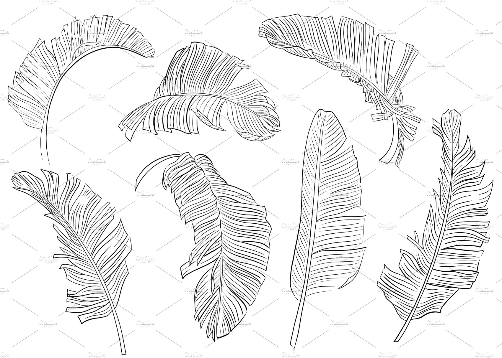 Set of tropical leaves.