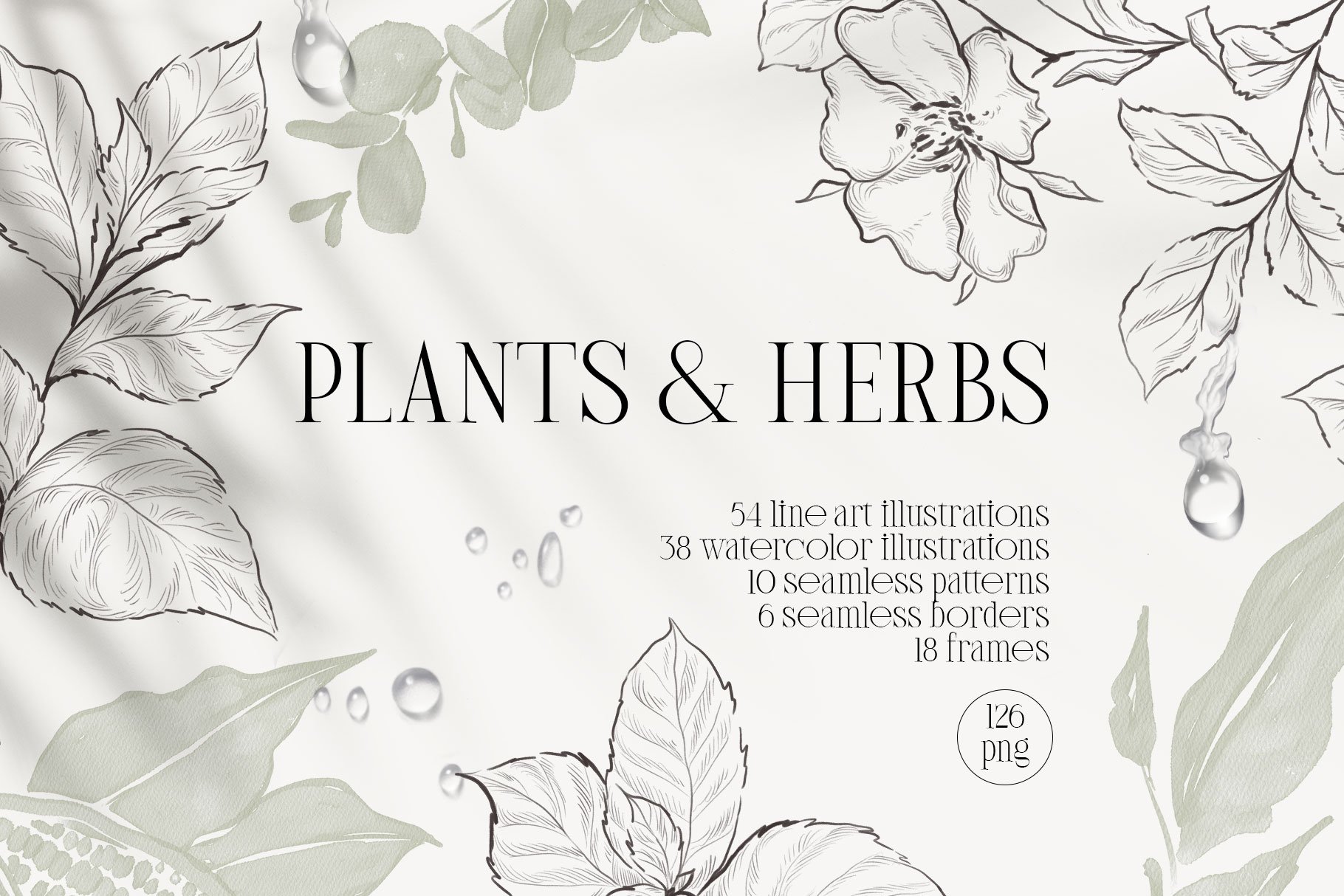 PLANTS & HERBS illustrations set cover image.
