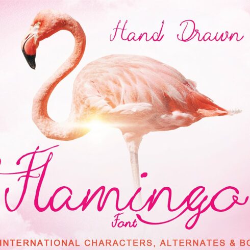 Hand Drawn Flamingo Font cover image.