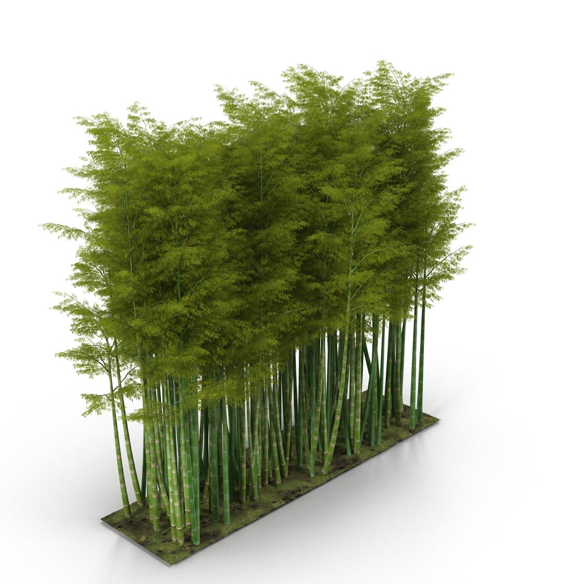 Bamboo wall – MasterBundles