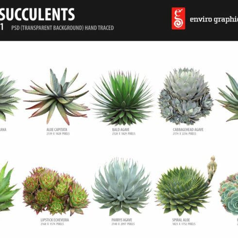 10 PSD Succulents Collection 1 cover image.