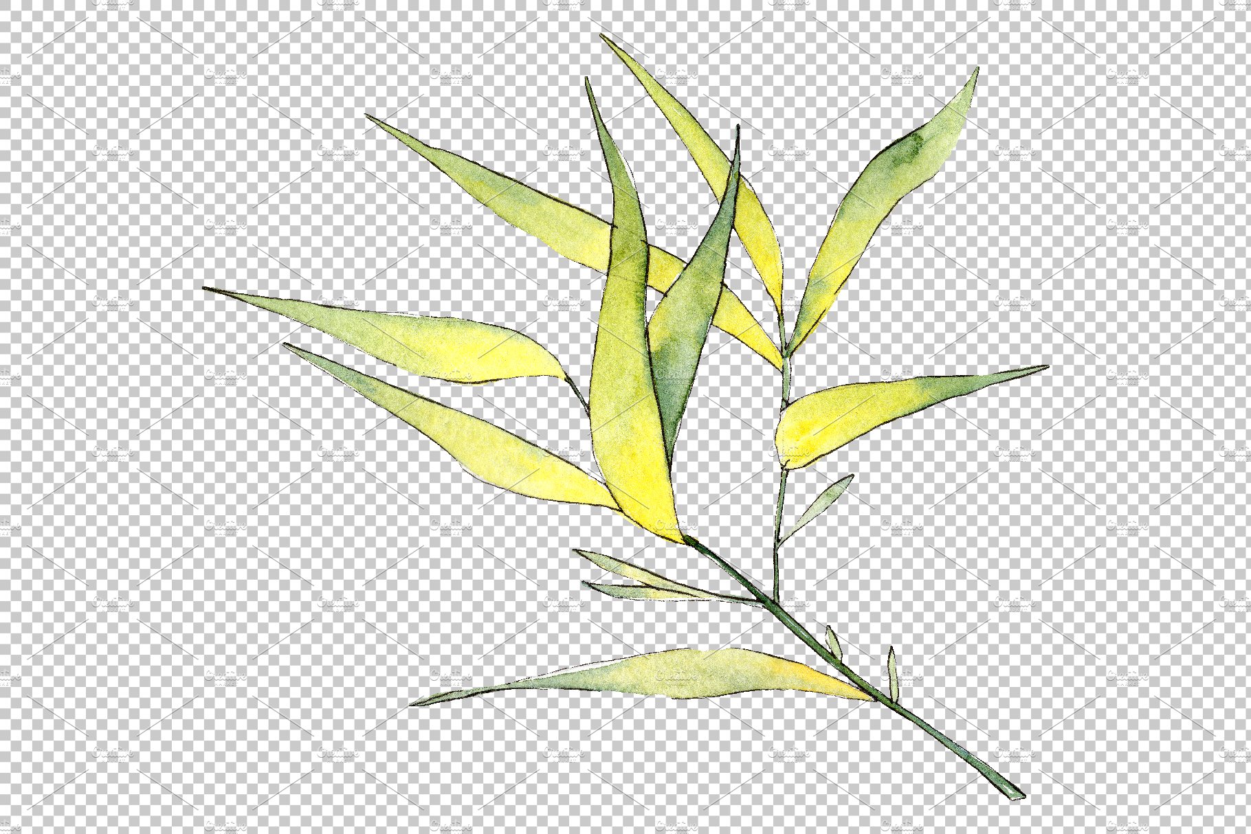 Bamboo watercolor product png preview image.